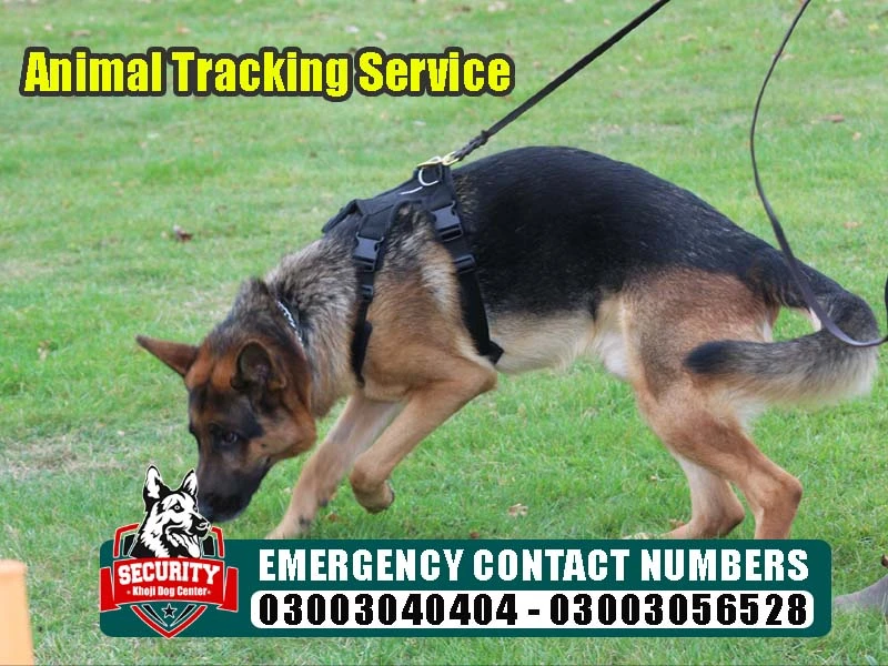 animal tracking service, army dog center, khoji dog center, khoji kutta