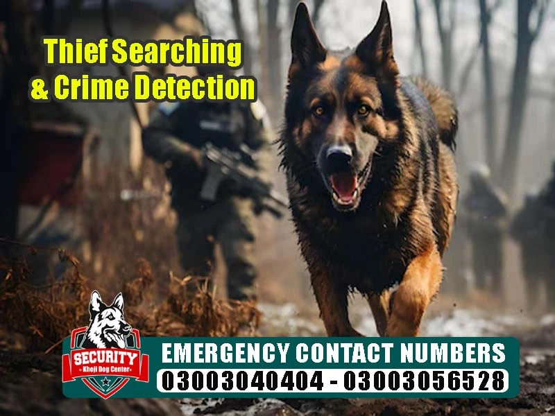 thief searching crime detection, army dog center, khoji dog center, khoji kutta