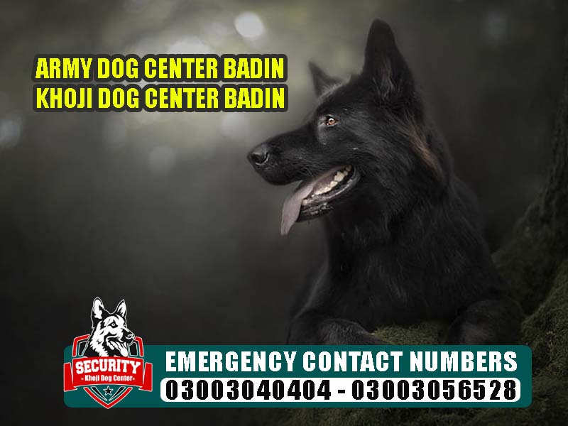 army dog center badin, khoji dog center badin