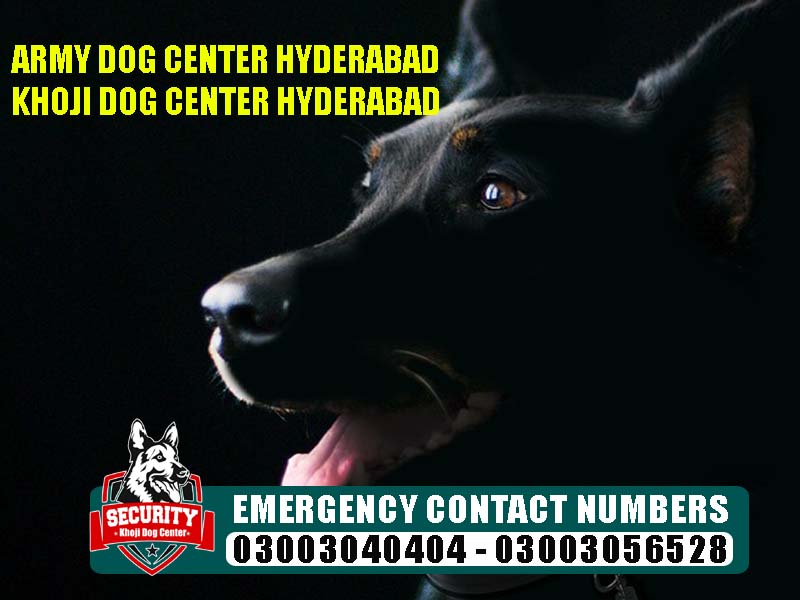 army dog center hyderabad, khoji dog center hyderabad