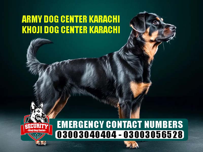 army dog center karachi, khoji dog center karachi