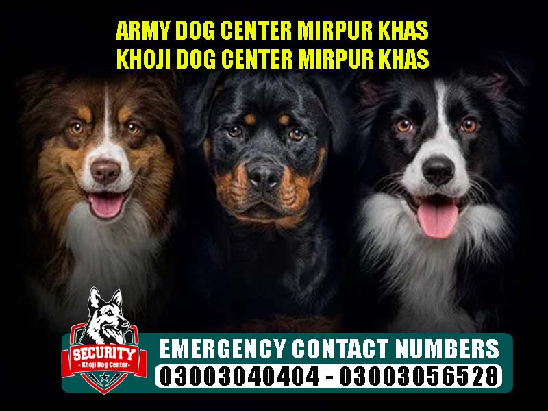 army dog center mirpur khas, khoji dog center mirpur khas